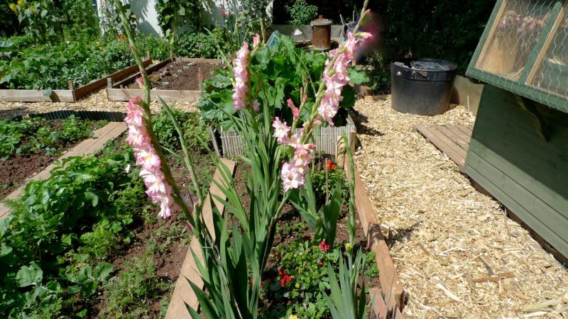 Abbotskerswell Allotments